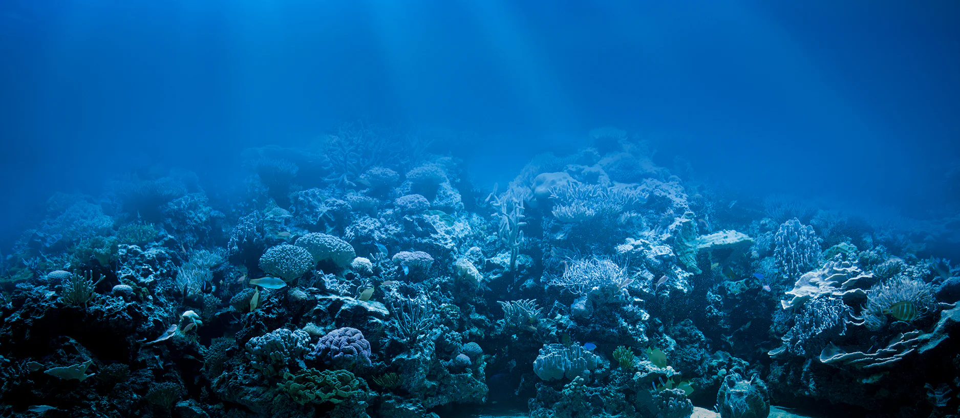 Dive Into Aquatic Beauty Today